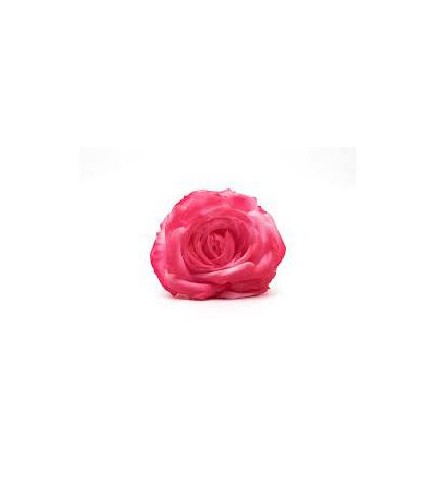 FLOR ROSA MADEIRA TEÑIDA FUCSIA 13*13