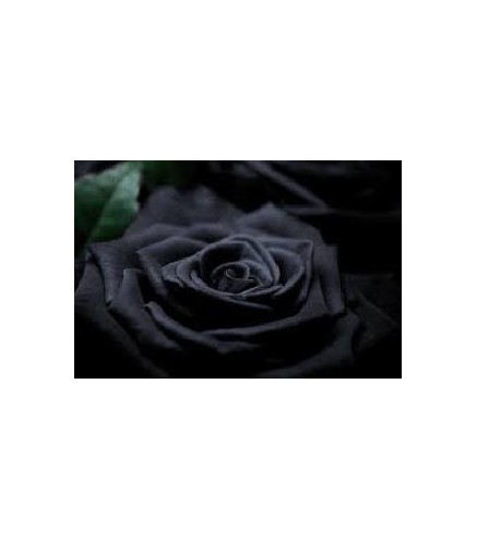 FLOR FLAMENCA GRANDE NEGRA 17*15