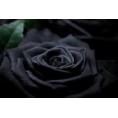 FLOR FLAMENCA GRANDE NEGRA 17*15