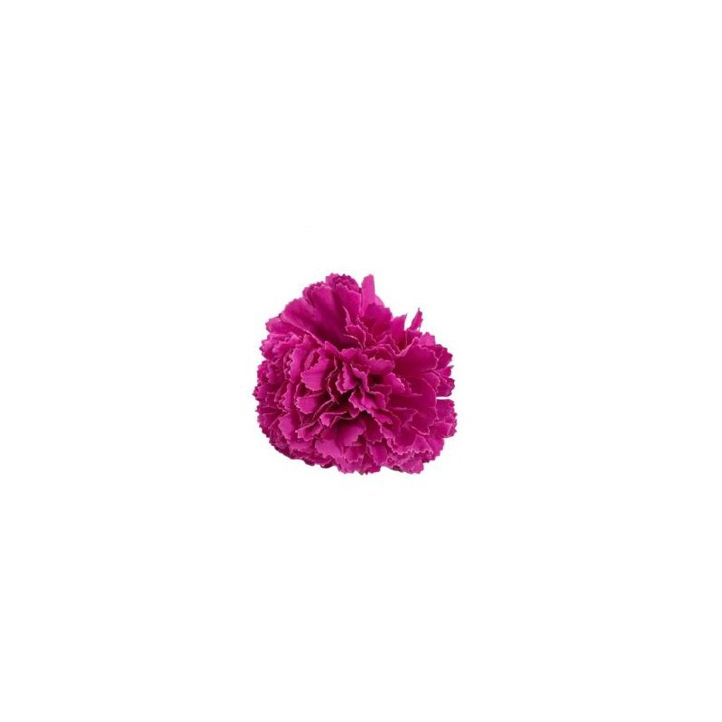 CLAVEL PEQUEÑO FUCSIA