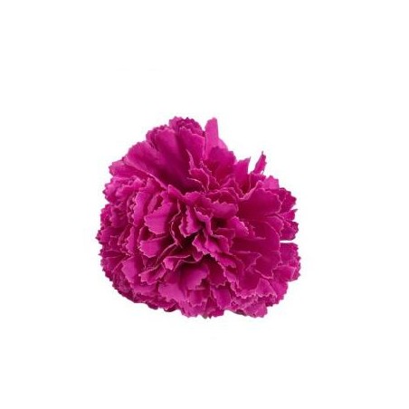 CLAVEL PEQUEÑO FUCSIA