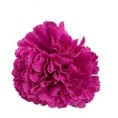 CLAVEL PEQUEÑO FUCSIA