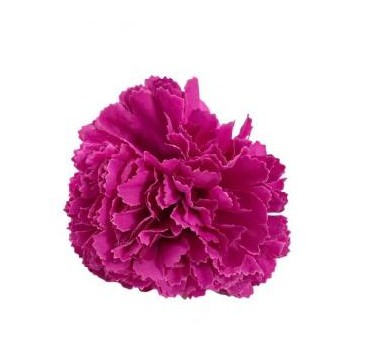 CLAVEL PEQUEÑO FUCSIA