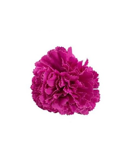 CLAVEL PEQUEÑO FUCSIA